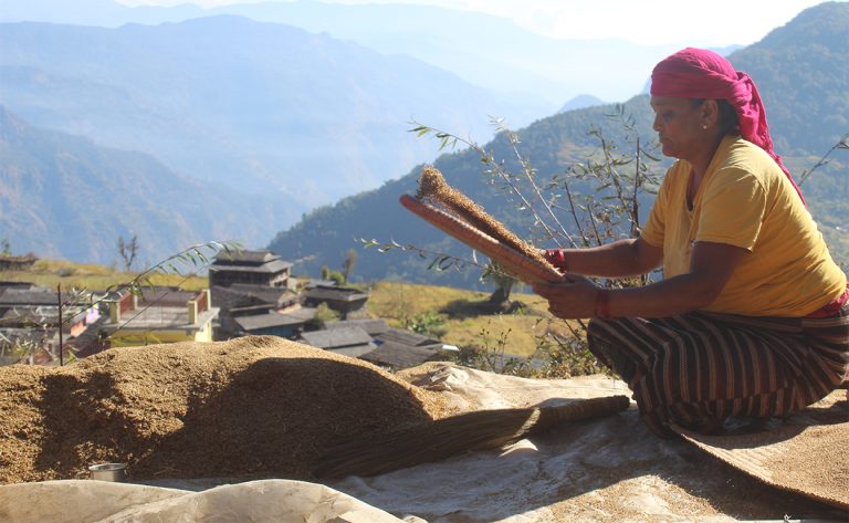 ग्रामीण महिलाको आयआर्जनको माध्यम बन्दै कोदो