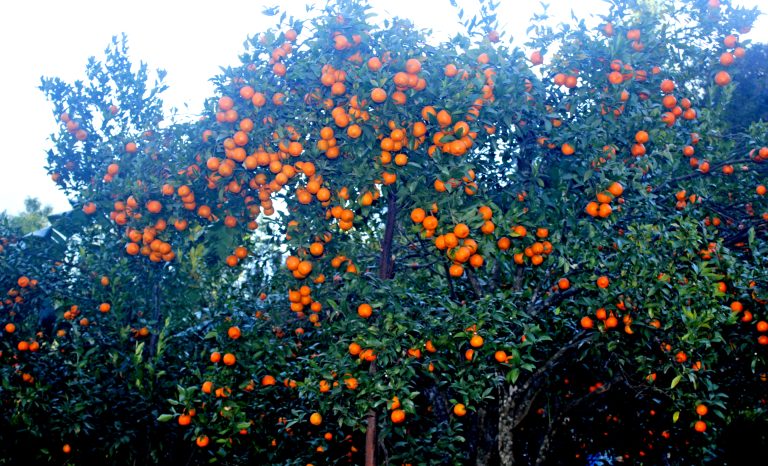 म्याग्दीमा ३३ करोड ४६ लाखको सुन्तला बिक्री