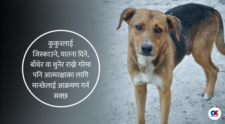 सहरमा किन बढ्दैछ कुकुरको टोकाइको बिगबिगी ?