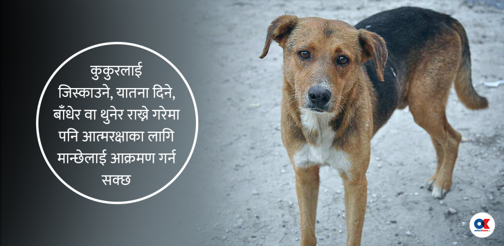 शहरमा किन बढ्दैछ कुकुरको टोकाइको बिगबिगी ?