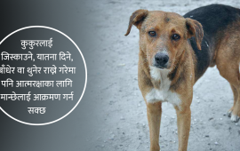शहरमा किन बढ्दैछ कुकुरको टोकाइको बिगबिगी ?