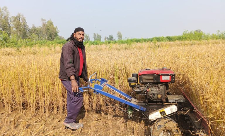 धान काट्न मजदुरको सट्टा रिपर मेसिन