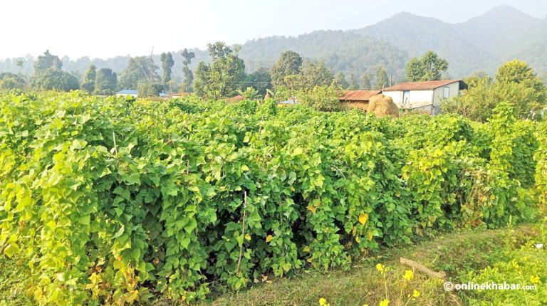 सिमी खेतीमा समर्पित शरनबारी, वार्षिक ८ करोडको बिक्री