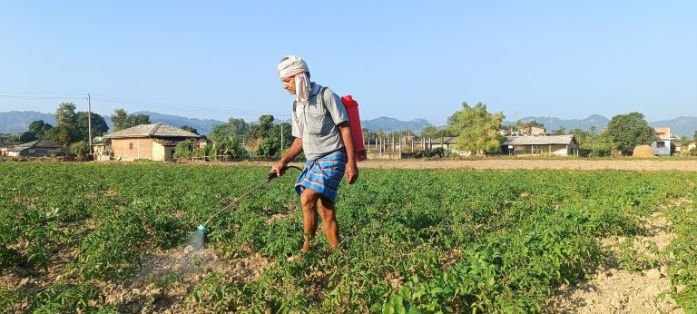 व्यापार छाडेर टमाटर खेती, मनग्य  आम्दानी