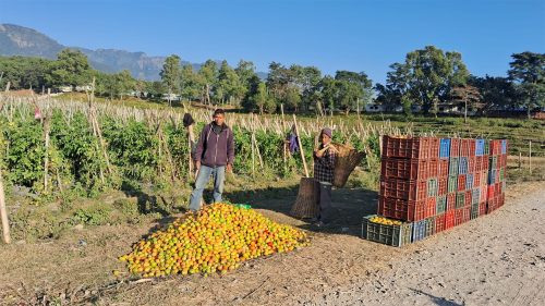 गोलभेँडा बेचेरै वार्षिक ७ लाख मुनाफा कमाउँछन् दाङका जयबहादुर रोका