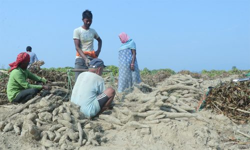 सर्लाहीका किसानलाई तरुल खन्न भ्याइ नभ्याइ