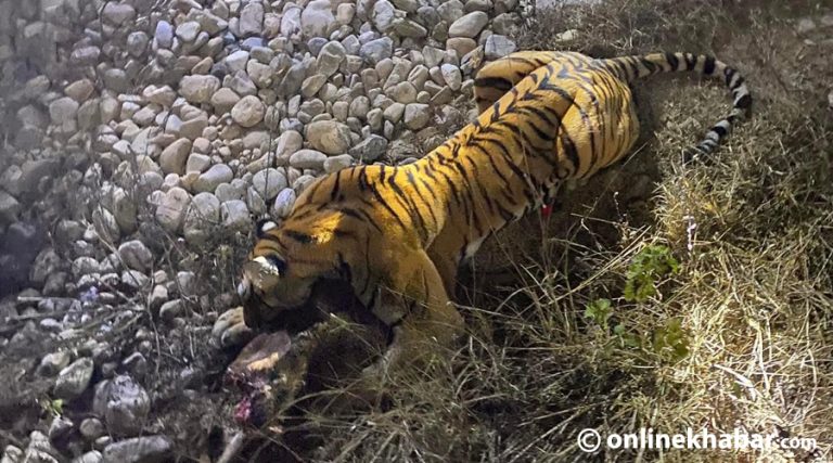 नियन्त्रणमा आयो मकवानपुरको मनहरीमा महिलाको ज्यान लिने बाघ