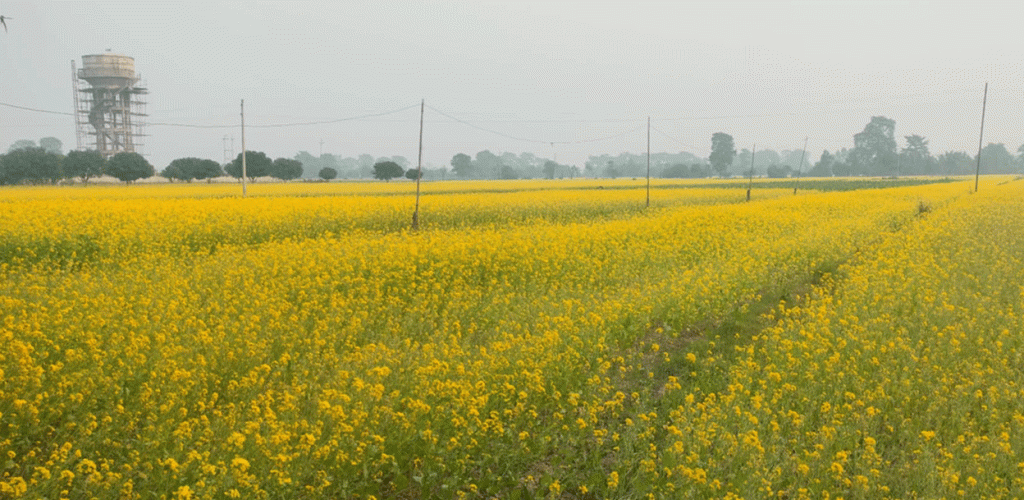 तोरीमा ठोरीको सान, २४ करोडको उत्पादन अनुमान