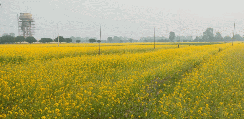 तोरीमा ठोरीको सान, २४ करोडको उत्पादन अनुमान