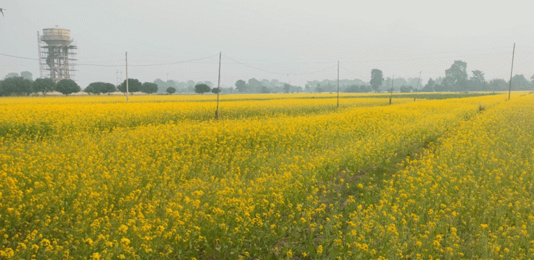 तोरीमा ठोरीको सान, २४ करोडको उत्पादन अनुमान