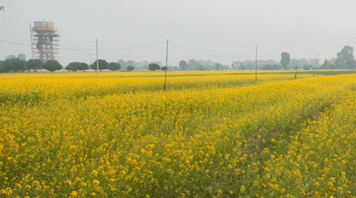 बारामा ११ हजार मेट्रिकटन तेलहन उत्पादन