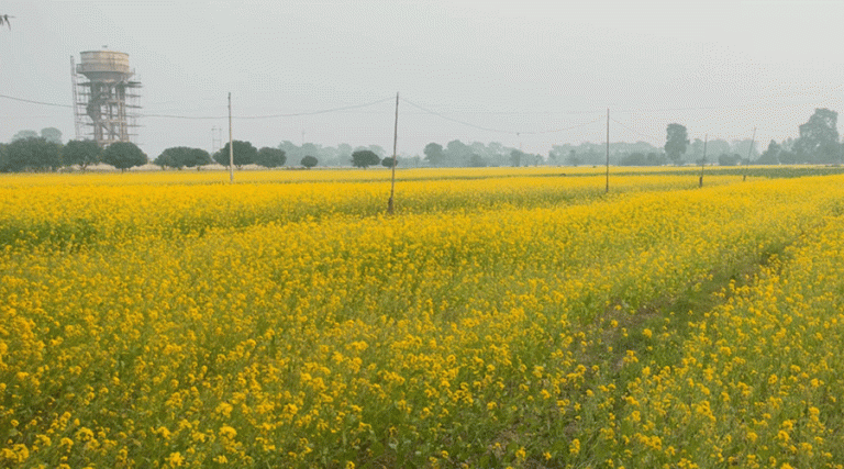 बारामा ११ हजार मेट्रिकटन तेलहन उत्पादन