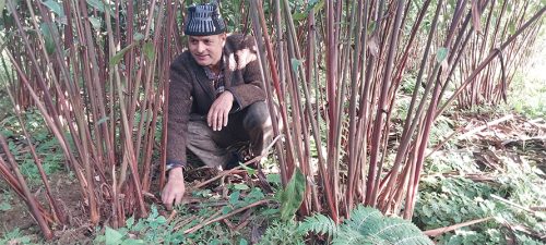 अलैँची बेचेर वार्षिक ३४ लाख कमाउँछन् इलामका गिरिराज खनाल