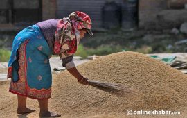 दाङमा यसवर्ष धान उत्पादन बढ्यो