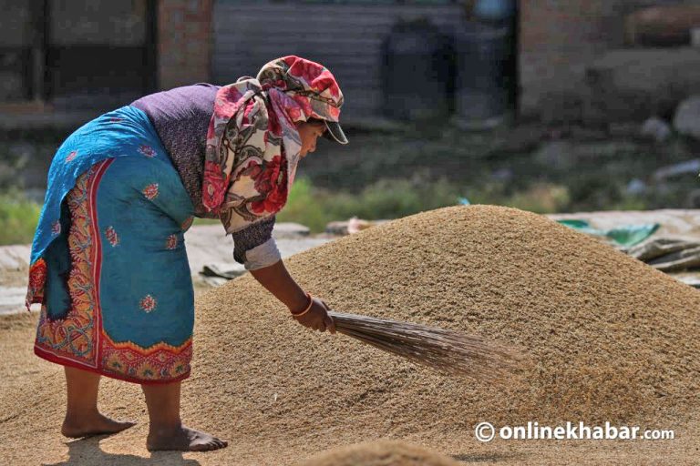 धान उत्पादन ४ प्रतिशतले बढ्यो