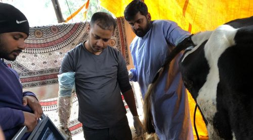 बाँझोपन भएका पशुको पहिचान गर्दै बिदुर नगरपालिका