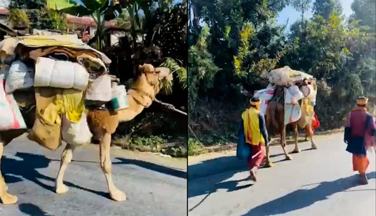 प्राणीमाथि अत्याचार : उच्च गर्मीमा बस्ने ऊँटलाई भारी बोकाएर मुक्तिनाथ पुर्‍याइँदै