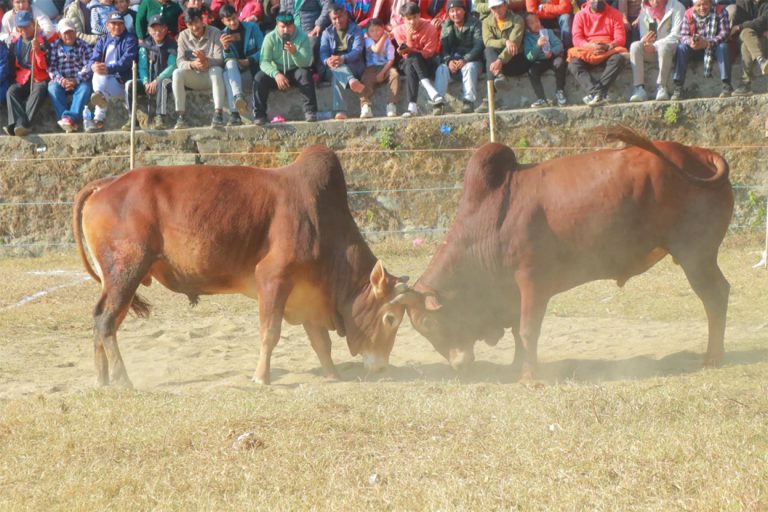 माघे संक्रान्तिमा गोरखामा जुधाइयो १७ हल गोरू