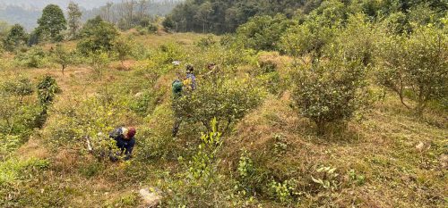 बसाइँसराइले रित्तिन लागेको गाउँमा डेढ करोड लगानीमा कागती खेती