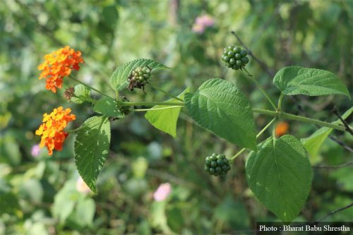 मिचाहा झारले गढीमाई र हलखोरिया साझेदारी वनमा समस्या