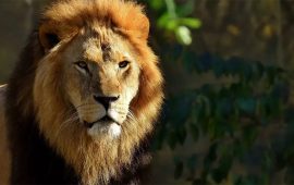 गर्लफ्रेण्डलाई प्रभावित पार्न सिंहको खोरमा छिर्दा गयो ज्यान