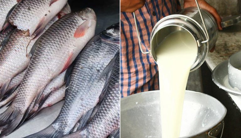 मधेश प्रदेशमा माछा र दूधको उत्पादन बढ्यो
