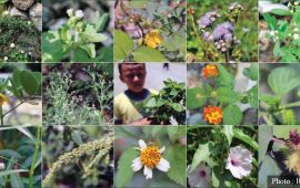 के हो मिचाहा प्रजाति ? काठमाडौंमा हुँदैछ पहिलो राष्ट्रिय सम्मेलन