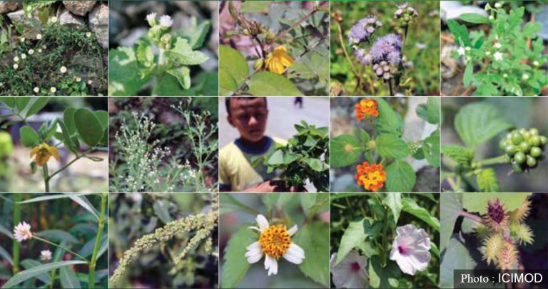 के हो मिचाहा प्रजाती ? काठमाडौंमा हुँदैछ पहिलो राष्ट्रिय सम्मेलन