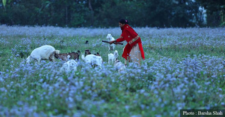 देशव्यापी फैलिंदै मिचाहा झार, सीमान्तकृत वर्ग झन् समस्यामा