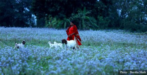 देशव्यापी फैलिंदै मिचाहा झार, सीमान्तकृत वर्ग झन् समस्यामा