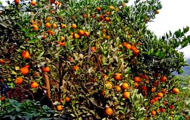 उदयपुरको प्रमुख सुन्तला जोन क्षेत्र बन्दै लिम्चुङबुङ