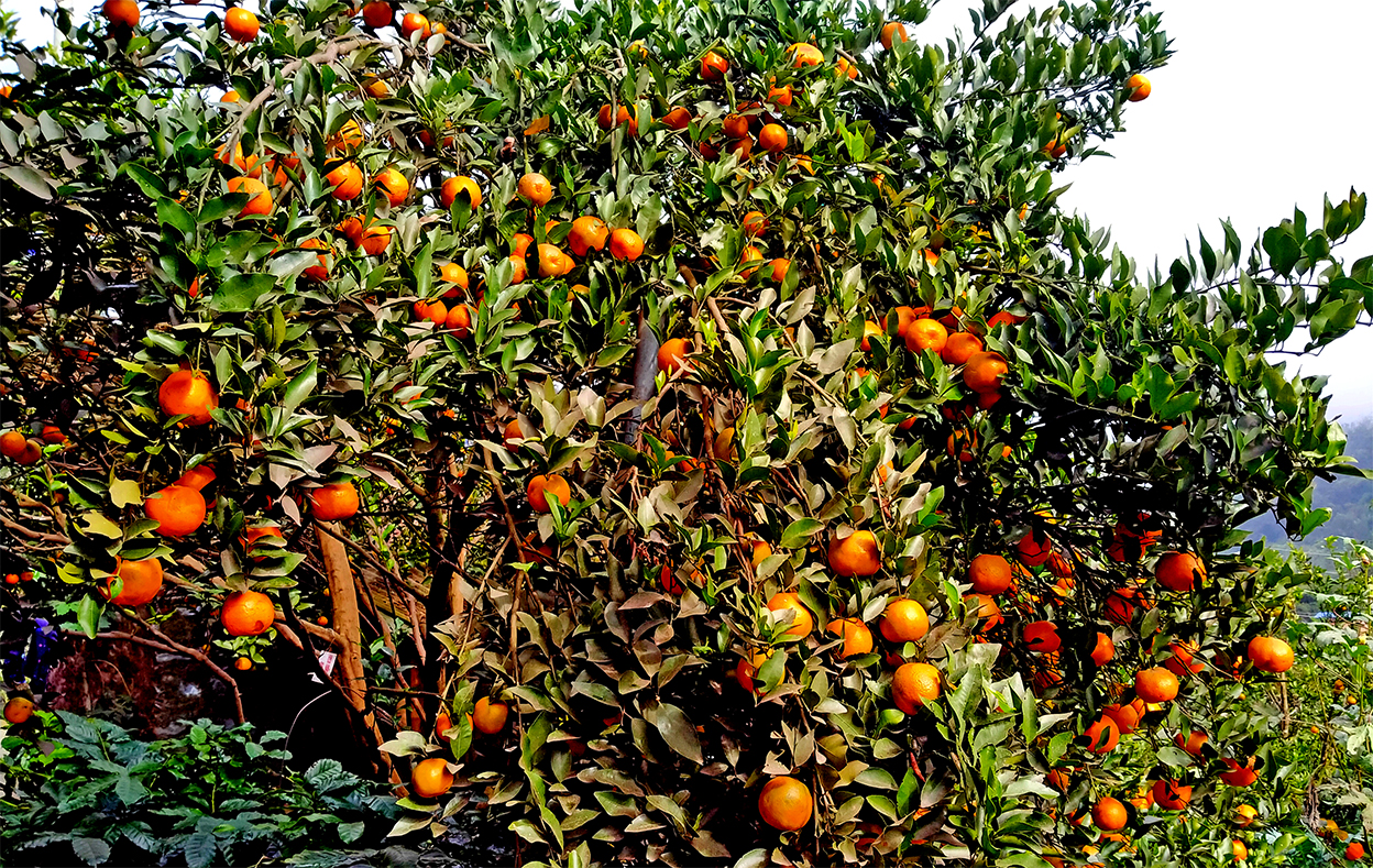 उदयपुरको प्रमुख सुन्तला जोन क्षेत्र बन्दै लिम्चुङबुङ