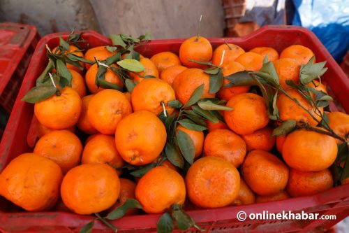 पाल्पामा करिब ५३ करोड मूल्य बराबरको सुन्तला बिक्री