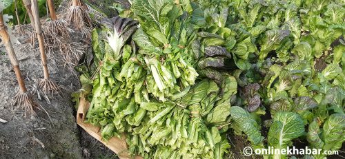 विषादी भेटिएपछि बिक्नै छाड्यो रायोसाग
