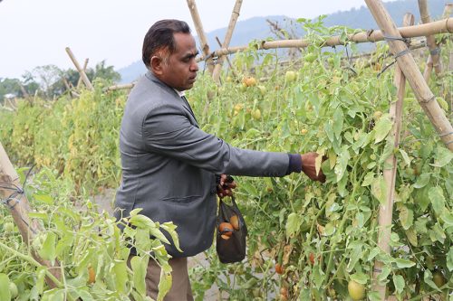 तरकारी खेती गरेर वार्षिक ४ लाख कमाउँछन् तुलसीपुर-१२ का वडाध्यक्ष चौधरी