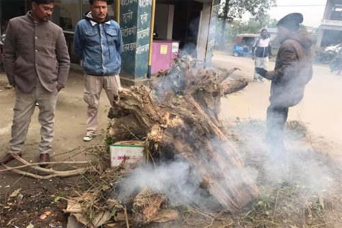 चिसो बढेपछि टीकापुरको चोकचोकमा दाउरा वितरण