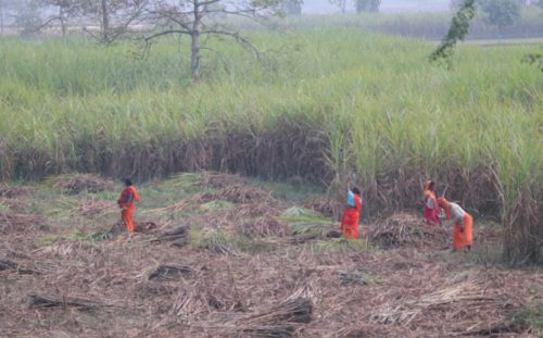 पुनः नगदेबालीको पहिचान बनाउँदै उखुखेती