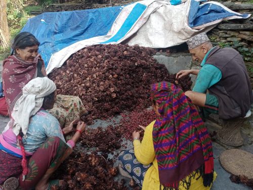 बागलुङमा अलैंची उत्पादनमा वृद्धि, एकै वर्षमा ६ करोडको कारोबार
