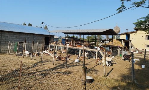 बाख्रापालेर वार्षिक ५ लाख बढी आम्दानी