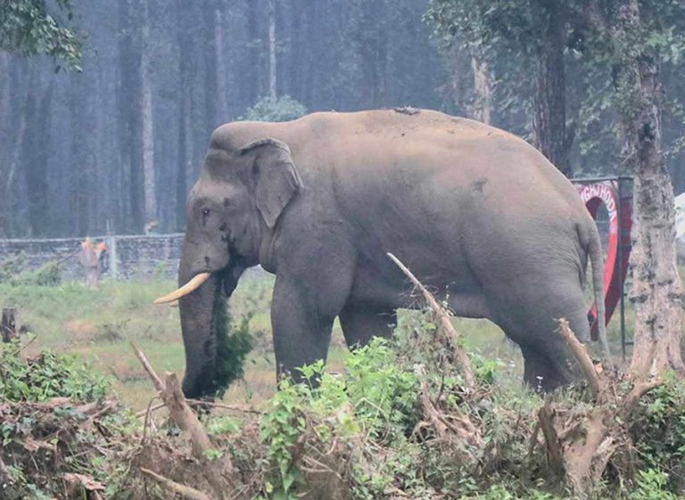 मोरङमा हात्तीले ३ घर भत्कायो