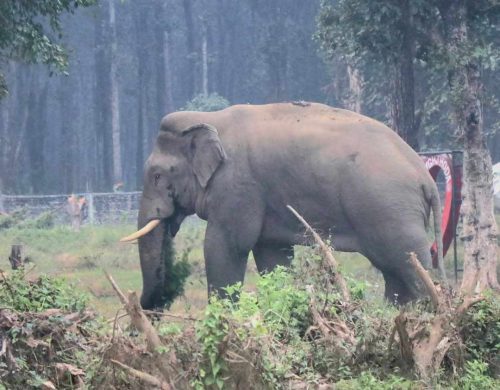 ‘मानव र हात्तीबीचको द्वन्द्व कम गर्न समुदायस्तरमा सचेतना आवश्यक’