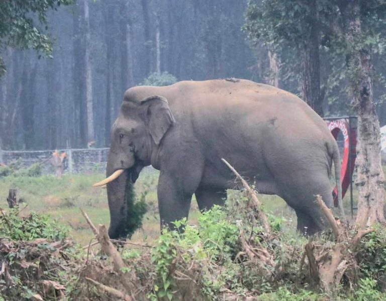 सुन्दहरैंचामा एक महिनामा हात्तीको आक्रमणबाट ३ जनाको मृत्यु