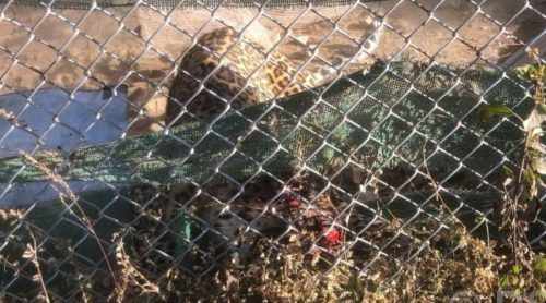 कालिज फार्ममा पसेको चितुवाको जीवितै उद्धार