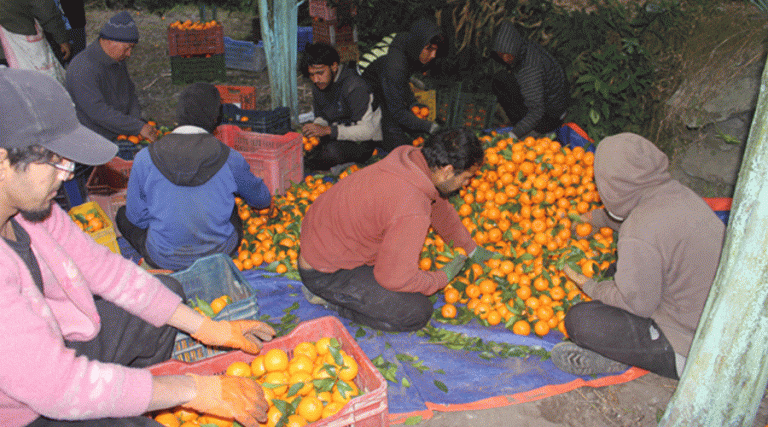 सुन्तला खेतीबाट आम्दानी बढेपछि रोकियो बसाइँसराइ, फेरियो गाउँको मुहार