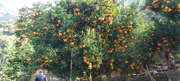 जलवायु परिवर्तनको प्रभाव सुन्तला खेतीमा