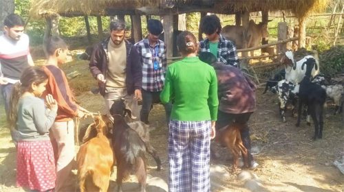 शुक्लाफाँटाका ९ हजार बढी बाख्रालाई पीपीआर विरुद्धको खोप