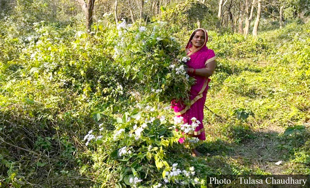 मिचाहा प्रजाति : बेफाइदा ज्‍यादा