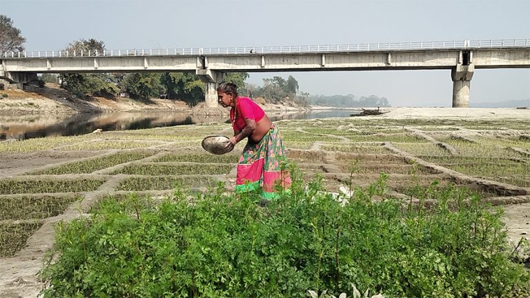 बगरखेतीले फेरियो बर्दिया र कैलालीका किसानको जीवनस्तर