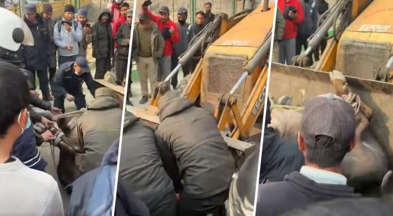 अनियन्त्रित राँगो नियन्त्रणमा लिई महानगरले स्नहाज केयरलाई बुझायो