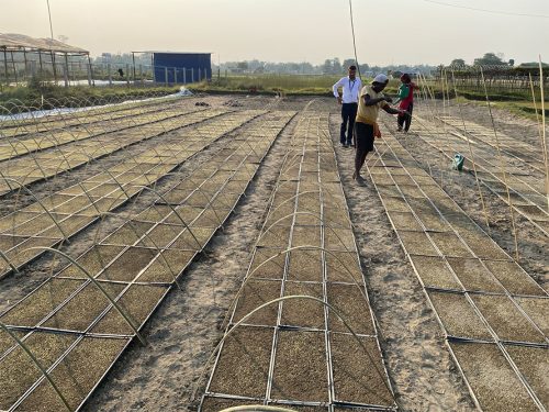 झापाका ८ पालिकामा प्रविधिको प्रयोग गरेर चैते धान रोपिँदै